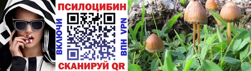Купить закладки  Зуевка  Галлюциногенные грибы Magic Shrooms 